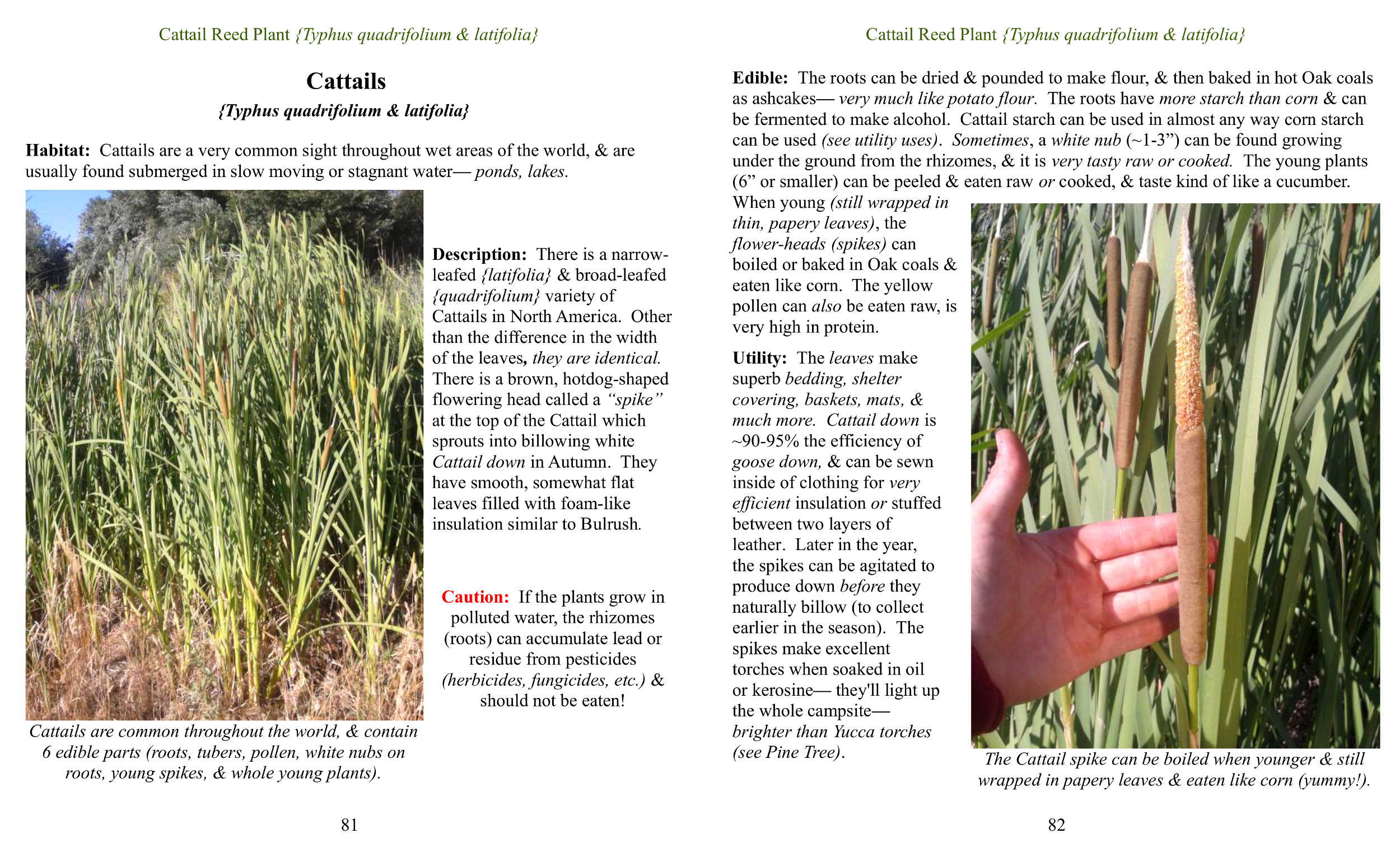 cattail pages for ad